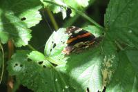 Vanessa atalanta