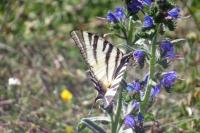 Iphiclides podalirius