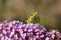 Colias crocea