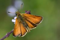 Thymelicus lineola