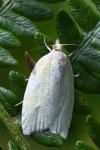 Tortrix viridana