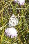 Melanargia galathea
