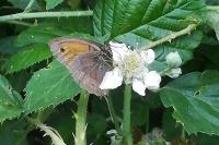 Maniola jurtina