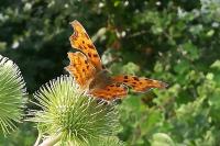 Polygonia c-album