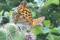 Argynnis paphia