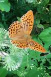Argynnis paphia