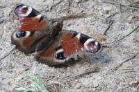 Aglais io