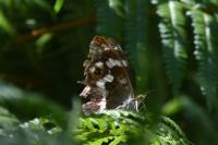 Apatura iris