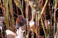 Coenonympha pamphilus