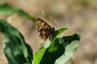 Polygonia c-album