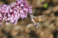 Macroglossum stellatarum