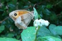 Maniola jurtina
