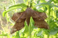 Laothoe populi