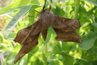 Laothoe populi
