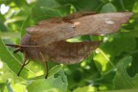 Laothoe populi