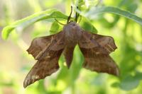 Laothoe populi