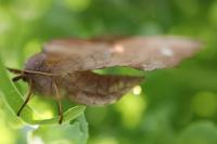 Laothoe populi