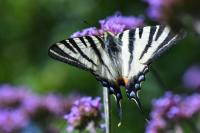 Iphiclides podalirius