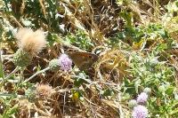 Pyronia tithonus