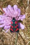 Zygaena