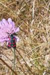 Zygaena