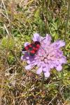 Zygaena