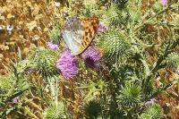 Argynnis paphia