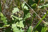 Melanargia galathea