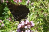 Aglais io