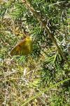 Colias crocea