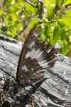 Brintesia circe