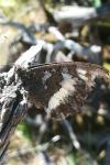 Brintesia circe