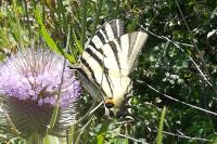Iphiclides podalirius