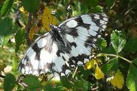 Melanargia galathea
