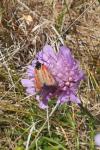Zygaena