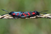 Zygaena filipendulae