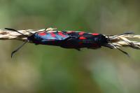 Zygaena filipendulae