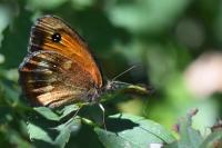 Pyronia tithonus
