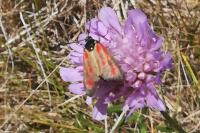 Zygaena loti