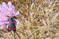 Zygaena filipendulae