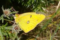 Colias crocea
