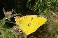 Colias crocea