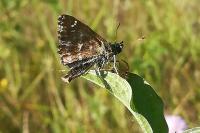 Carcharodus alceae