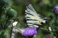 Iphiclides podalirius
