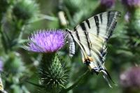 Iphiclides podalirius