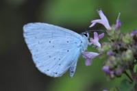 Celastrina argiolus