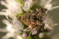 Anthophila fabriciana