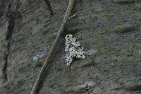 Lymantria monacha