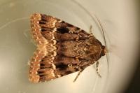 Amphipyra pyramidea