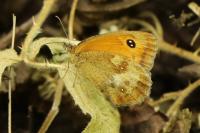 Pyronia tithonus